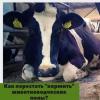 Как перестать «кормить» животноводческие полы и получать больше молока?