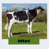 Один из лучших производителей Элиты - бык по имени SERAC