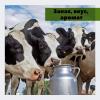 От чего зависит запах, вкус и аромат свежевыдоенного коровье молока?