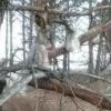 В Нижнекамском районе местные жители обнаружили на деревьях убитых зайцев