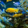 Кораллы в аквариуме чуть не убили семью в Москве