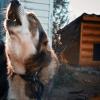 «Отбиться от стаи реально тяжело»: что происходит с бездомными собаками в Татарстане