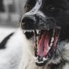 Бродячие собаки напали на жителя Татарстана и загрызли его домашних животных