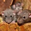 Оголодавшие крысы атаковали рынок в Казани (ВИДЕО)