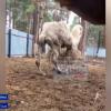 Кадры изможденных животных в зоопарке Челнов шокировали Интернет