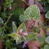 Дождевание, окучивание, мульчирование: как спасти овощи и ягоды в майские заморозки