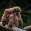 Риск распространения оспы обезьян оценили в Минздраве Татарстана