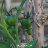 Резать верхушки: эксперт рассказал, как спасти рассаду помидоров от заморозков