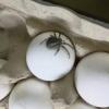 В Нижнекамске женщина купила упаковку яиц с огромным пауком внутри