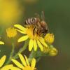 В Татарстане от отравления массово умерли пчелы