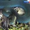 В Татарстане активизировались змеи