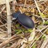 В Татарстане обнаружили краснокнижного жука — жужелицу фиолетовую