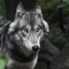 В Дагестане волк утащил в лес и загрыз семилетнего мальчика
