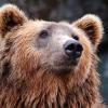 В лесах Татарстана заметили медведей