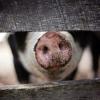На карантине из-за африканской чумы свиней в Татарстане 22 района