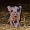 В Татарстане у фермеров изымут свиней