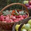 Волжские просторы, яблоки и «Бурановские бабушки»: в селе Красновидово пройдет «Яблочный Спас»