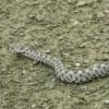 Двухлетняя девочка убила змею, укусив ее
