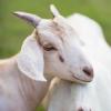Жители Казани заметили коз в микрорайоне «Салават Купере» (ВИДЕО)