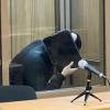 Обвиняемому в убийстве в лифте на Минской прокуратура запросила 15 лет строгача