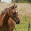 В Башкирии неизвестные жестоко убили 14 лошадей