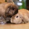 За уши не таскать, экзотикой не кормить: год Кролика будет ловким, семейным и плодородным