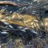 Казанцы пожаловались, что озеро Большое Чуйково покрылось мертвой рыбой
