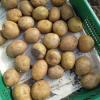 По 25 ведер урожая с одного ведра клубней: биолог и фермер знают, когда сажать картофель