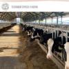 Тепловой стресс у коров - как влияет на фертильность?