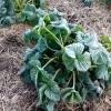 «Ужас на огороде»: садоводы Татарстана оплакивают урожай после ночных заморозков (ВИДЕО)