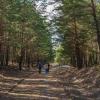 Татарстанцам ограничат посещение лесов на три недели