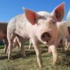 В Иркутской области владелец свиней, напавших на человека, отправлен на принудительное лечение