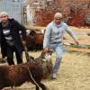 В Татарстане организуют 55 площадок для убоя жертвенных животных на Курбан-байрам