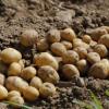 В Татарстане из-за ночных заморозков урожай картофеля находится под угрозой