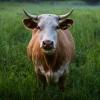 Взбешенный бык насмерть забодал женщину в Курской области