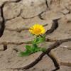 «Третью декаду наблюдаем дефицит осадков»: Гидромет РТ предупредил о почвенной засухе