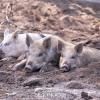 «Угроза явная»: к Татарстану с границ соседних регионов подбирается африканская чума свиней