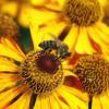 Мор пчел зафиксировали в 8 районах Татарстана