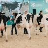 Как связаны молочная продуктивность коровы и ее экстерьер?