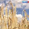 В Татарстане урожайность зерновых снизилась на 30%