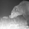Медведь устроил погром на пасеке в Атабаевском лесу (ВИДЕО)