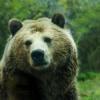 В Татарстане отменили гонки по бездорожью из-за большого количества медведей