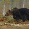 В Башкирии медведь напал на женщину