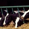 Более 5,5 тыс. коров уничтожат в Атнинском районе Татарстана
