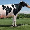 Расшифровка показателей генетики молочного скота