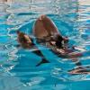 В Челнах родился краснокнижный дельфиненок (ФОТО)
