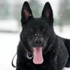 В Татарстане с 1 марта 2024 года желающим завести собаку нужно будет спросить разрешение соседей