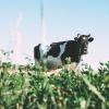Какие факторы влияют на качество коровьего молока?
