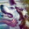 Погладившая чужую собаку 39-летняя воспитательница из Татарстана лишилась носа