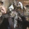 Жительница Татарстана превратила жизнь соседей в ад, приютив 50 кошек